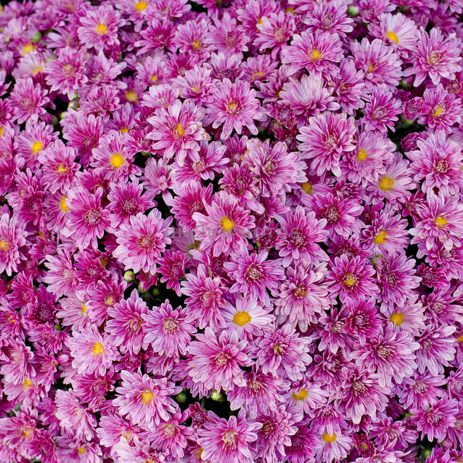 blooming beautiful pink flower