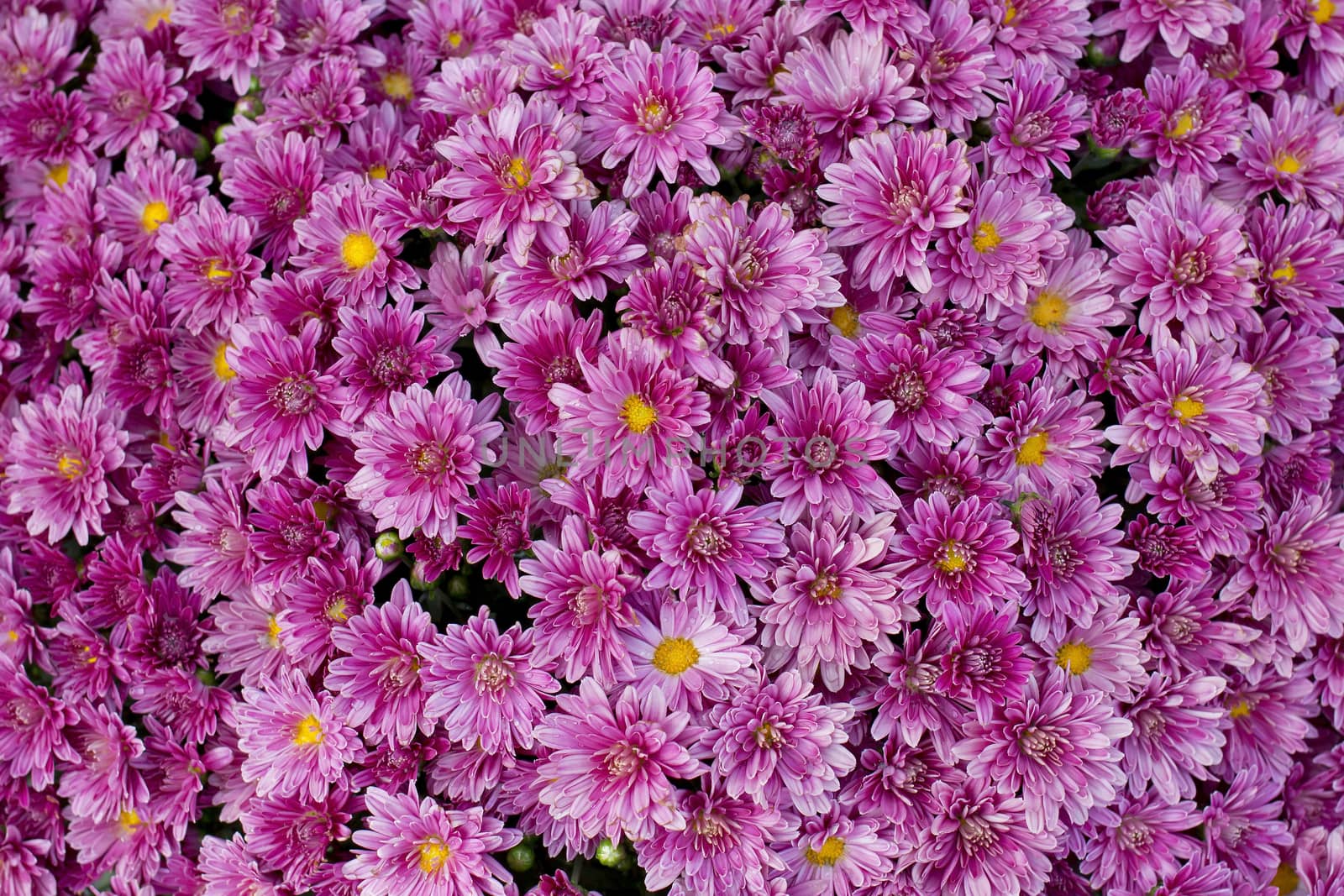 blooming beautiful pink flower