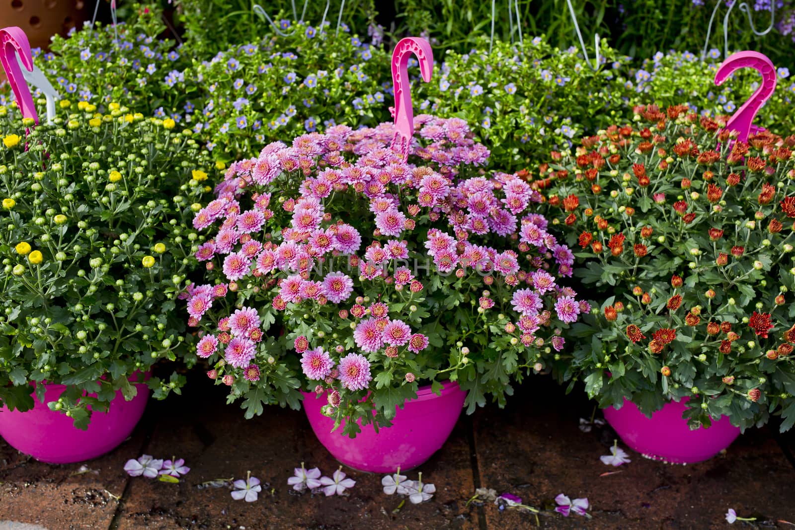 The shop of plant and trees for gardening