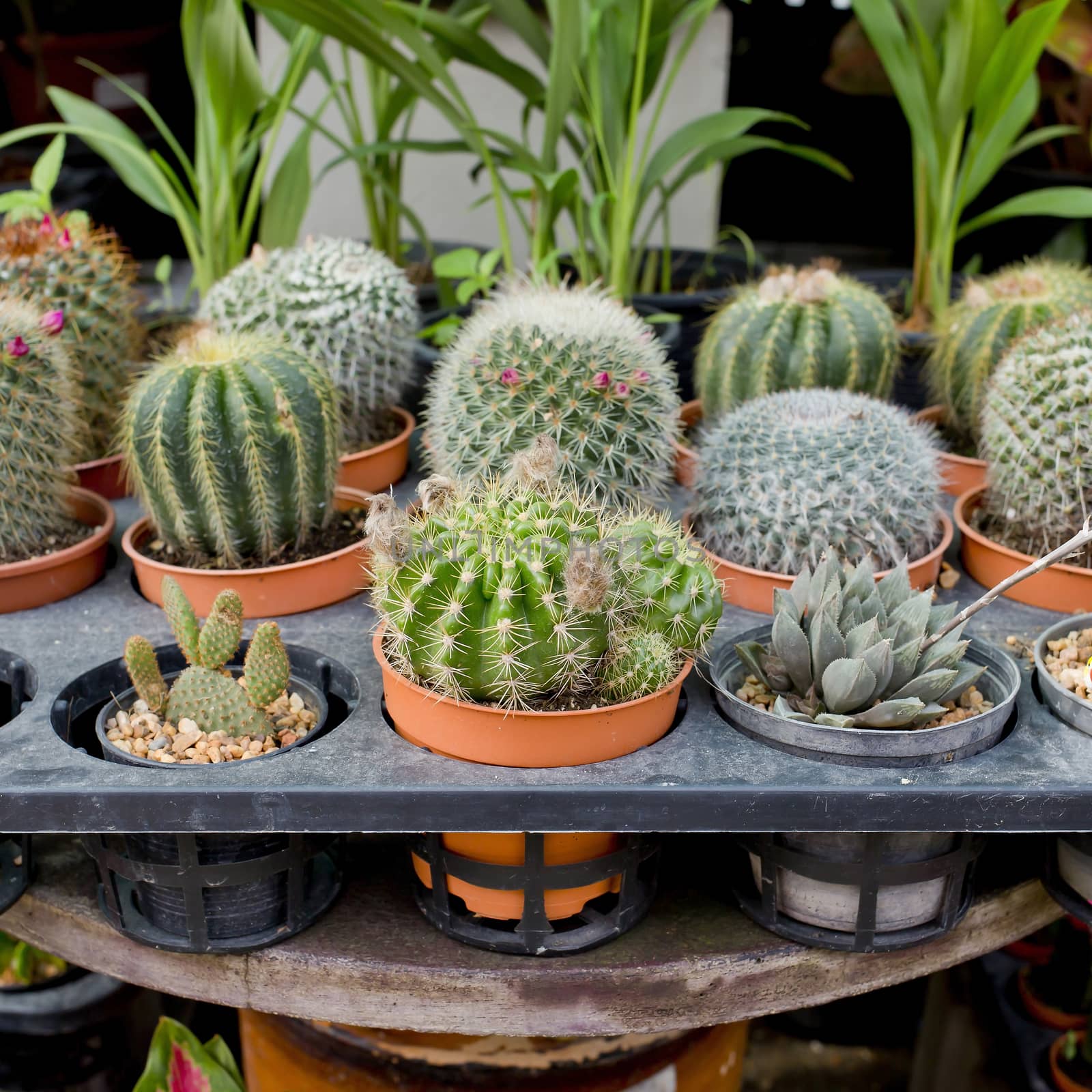 Small cactus in flowerpot by art9858