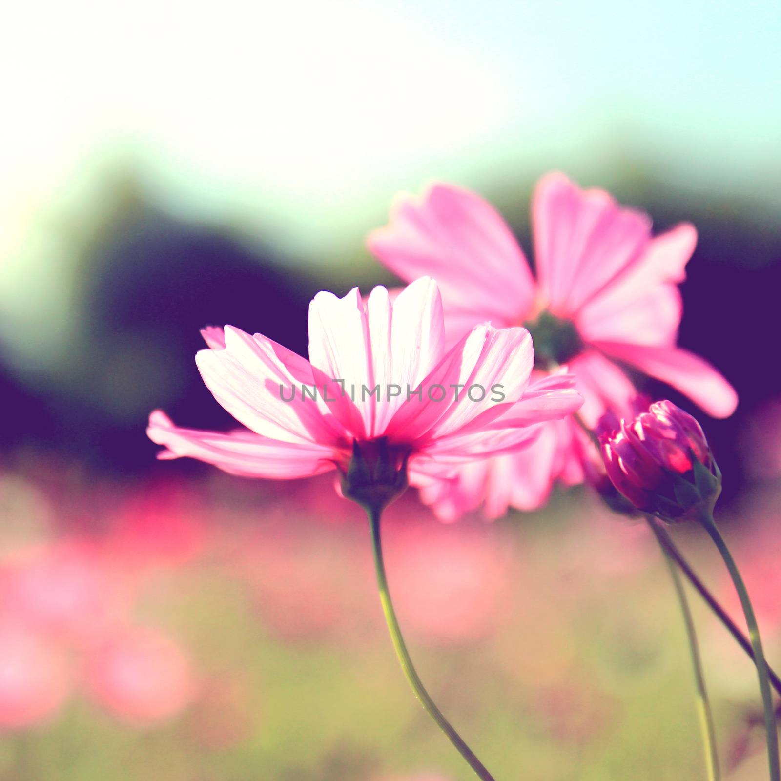 Pink cosmos flowers with retro filter effect