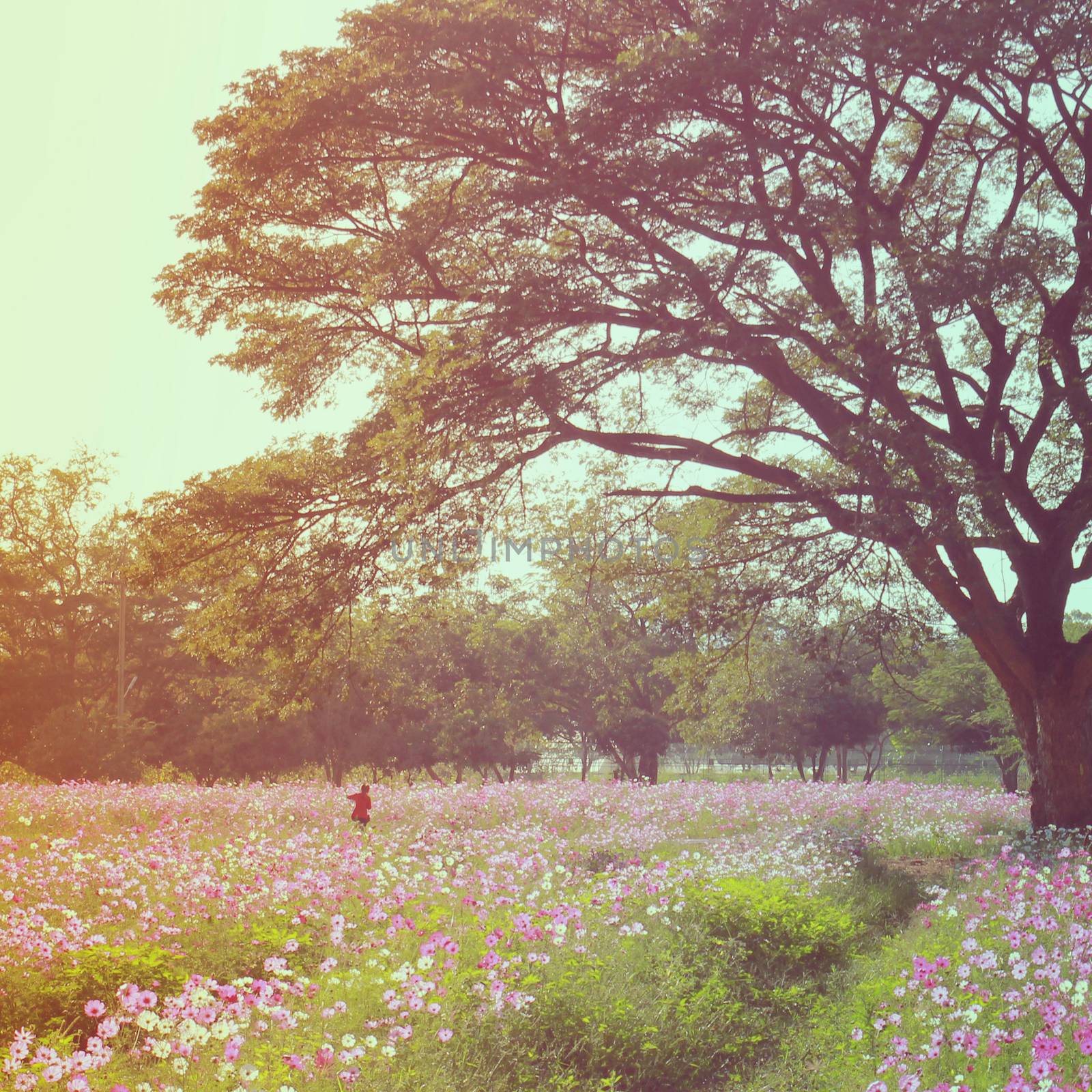 A woman walking in the flowered field with retro filter effect by nuchylee