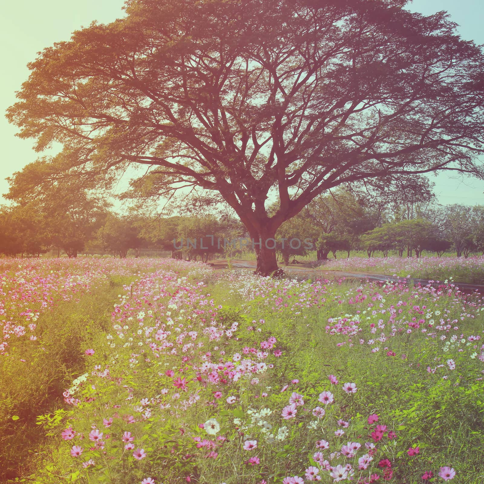 Beautiful tree in flowered field with retro filter effect
