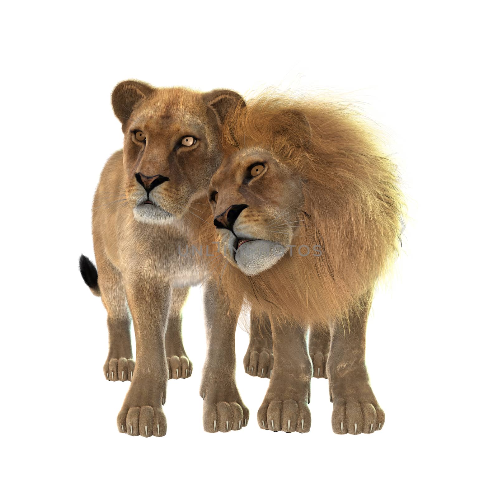 Lions in Love by Vac