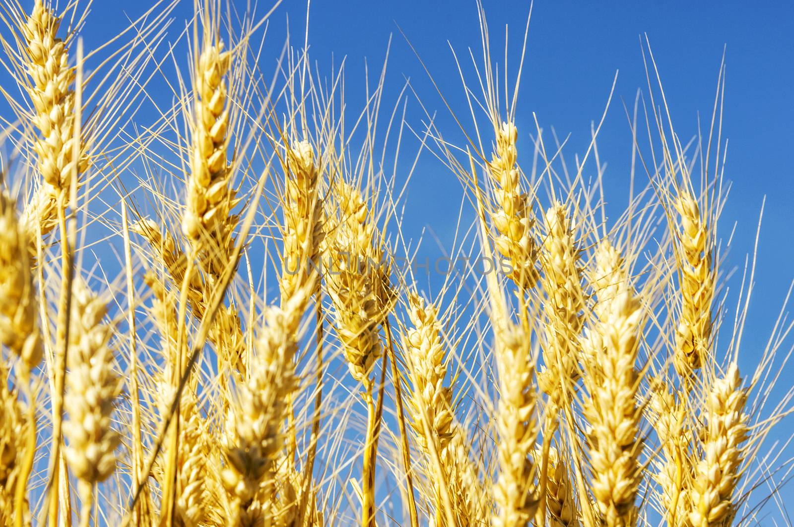 backdrop of ripening ears of yellow wheat field on the sunset cloudy orange sky background Copy space of the setting sun rays on horizon in rural meadow Close up nature photo Idea of a rich harvest 