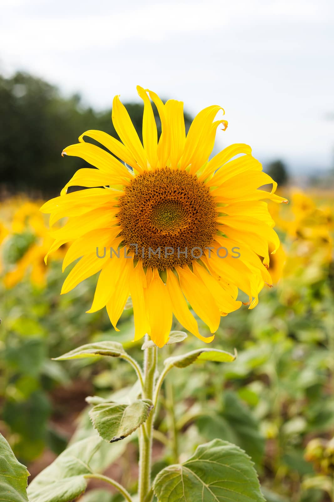 Close up of sunflower against a field .