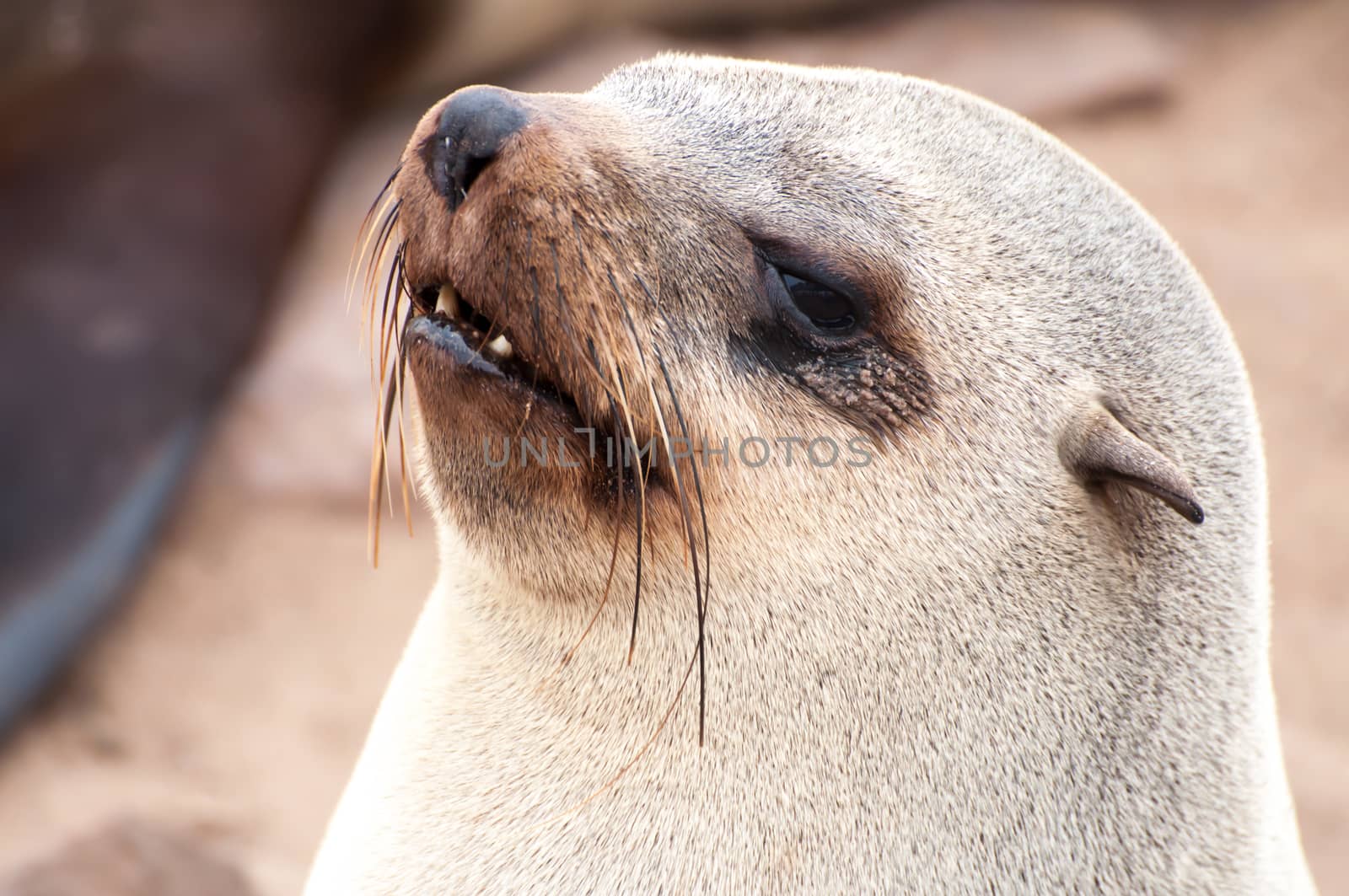 Cape Fur Seals by JFJacobsz