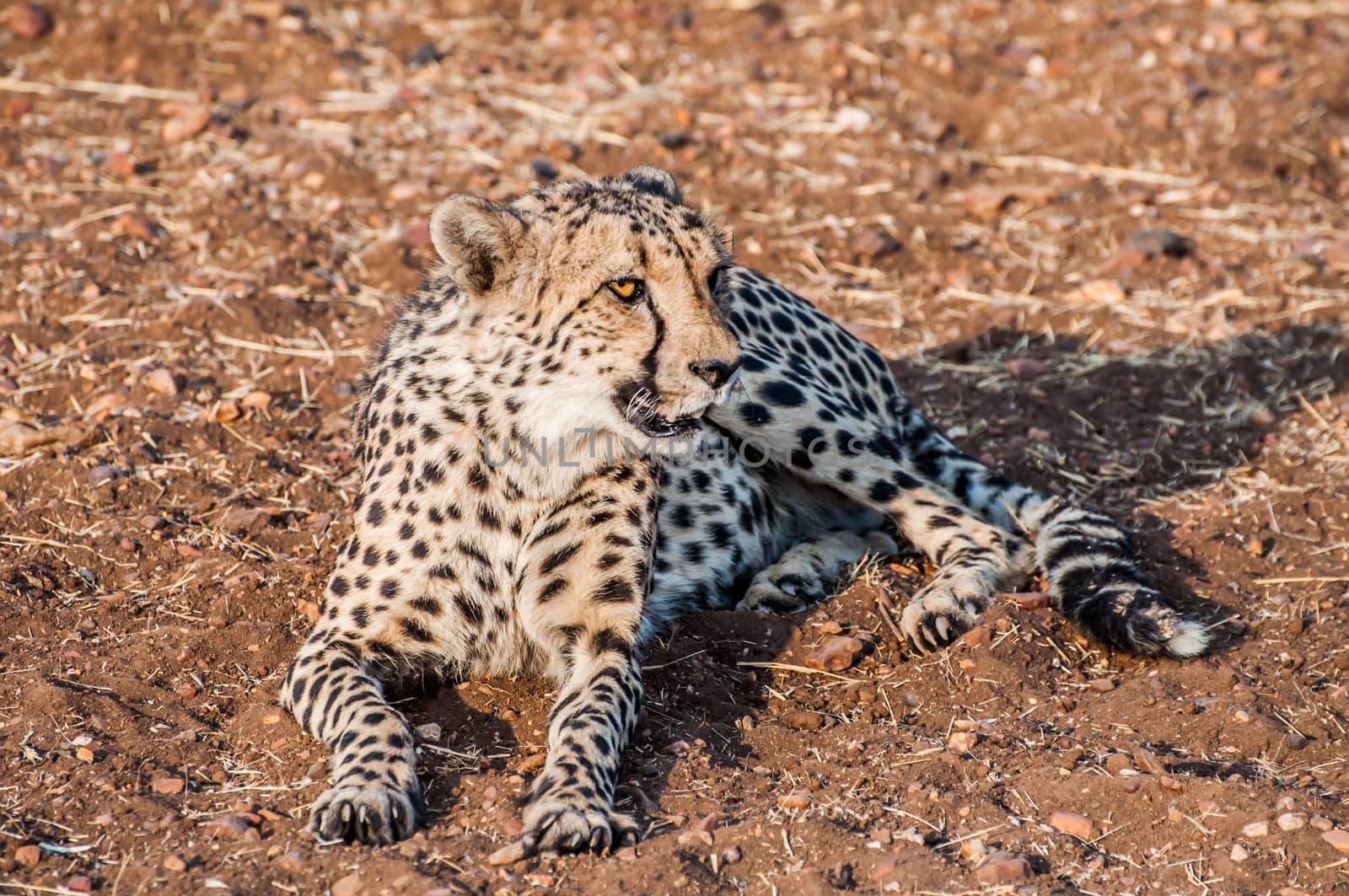 A Cheetah lying on the ground in the bush veld of Namibia completely visible.