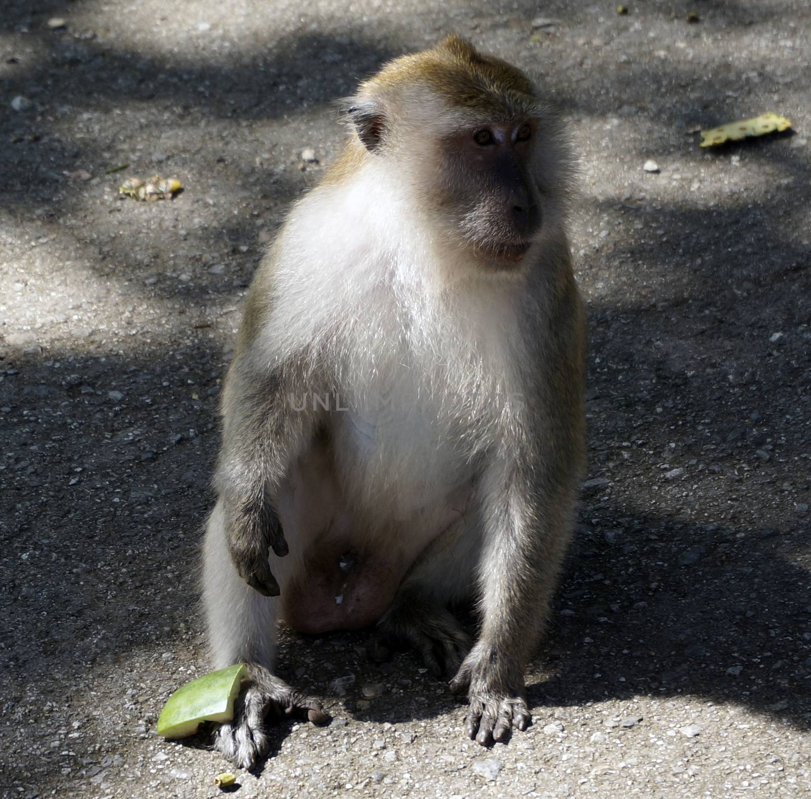 Macaque monkey also known as Rhesus Monkey.