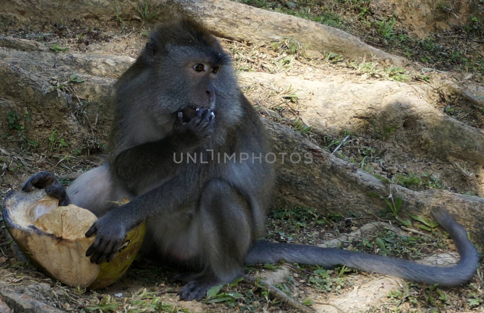 Macaque monkey also known as Rhesus Monkey.