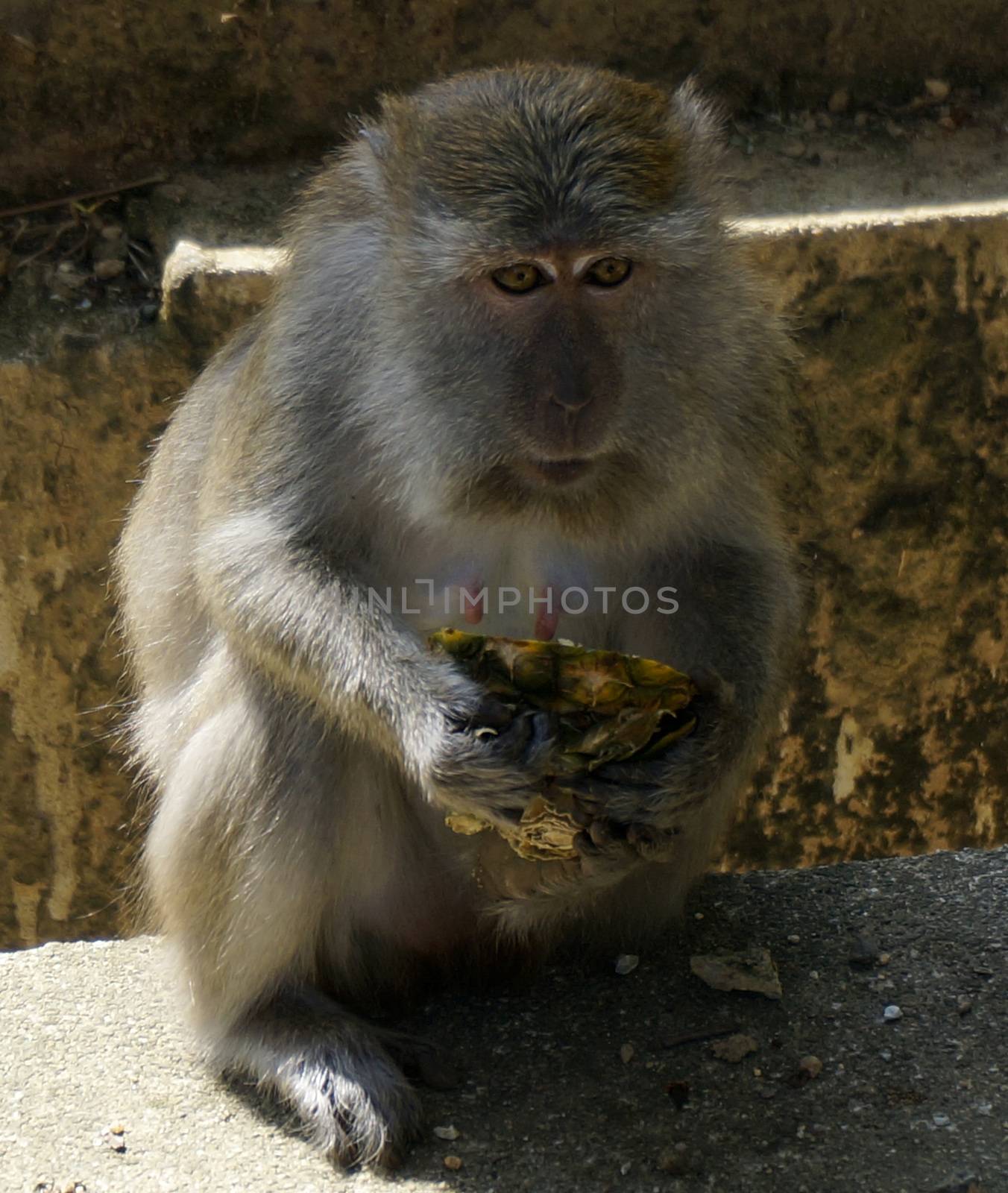 A Macaque monkey also known as Rhesus Monkey . by mcherevan