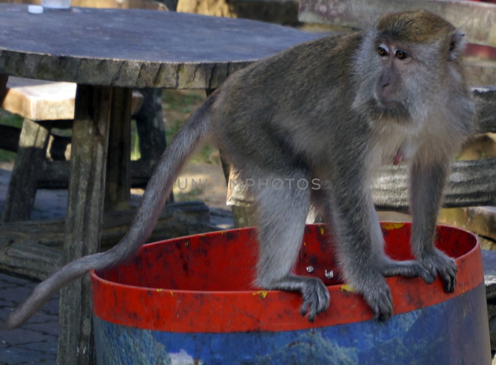 A Macaque monkey also known as Rhesus Monkey . by mcherevan