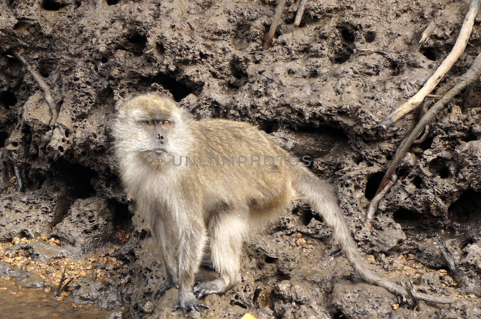 A Macaque monkey also known as Rhesus Monkey . by mcherevan