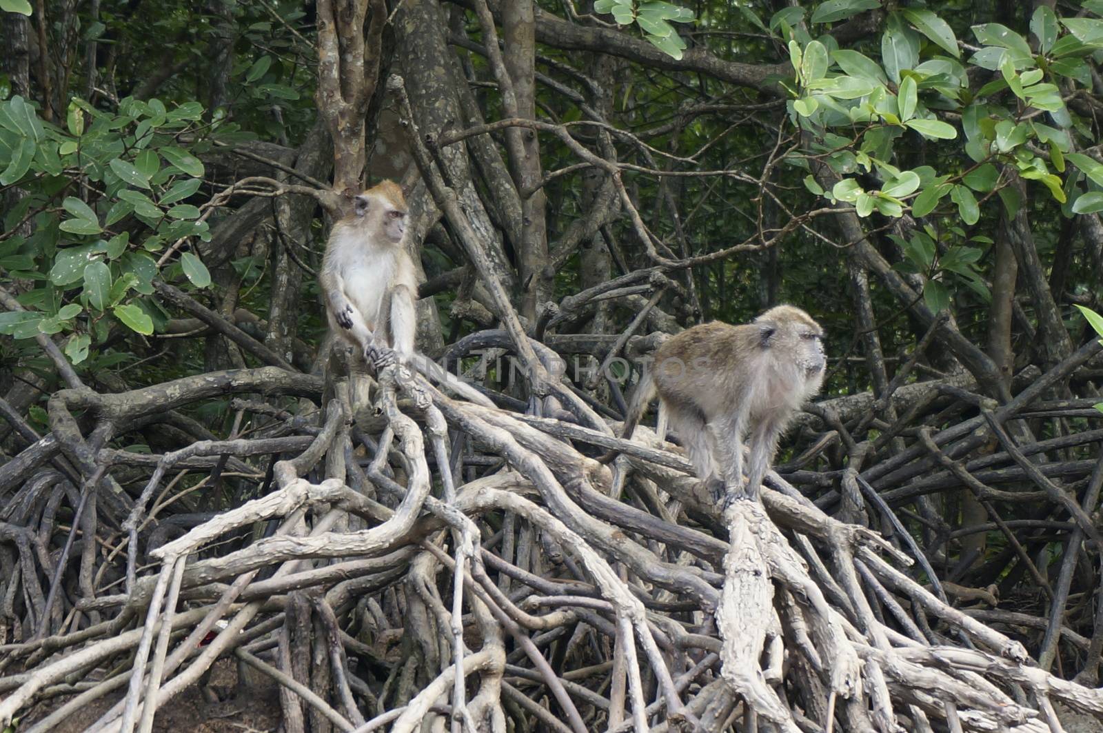 A Macaque monkey also known as Rhesus Monkey . by mcherevan