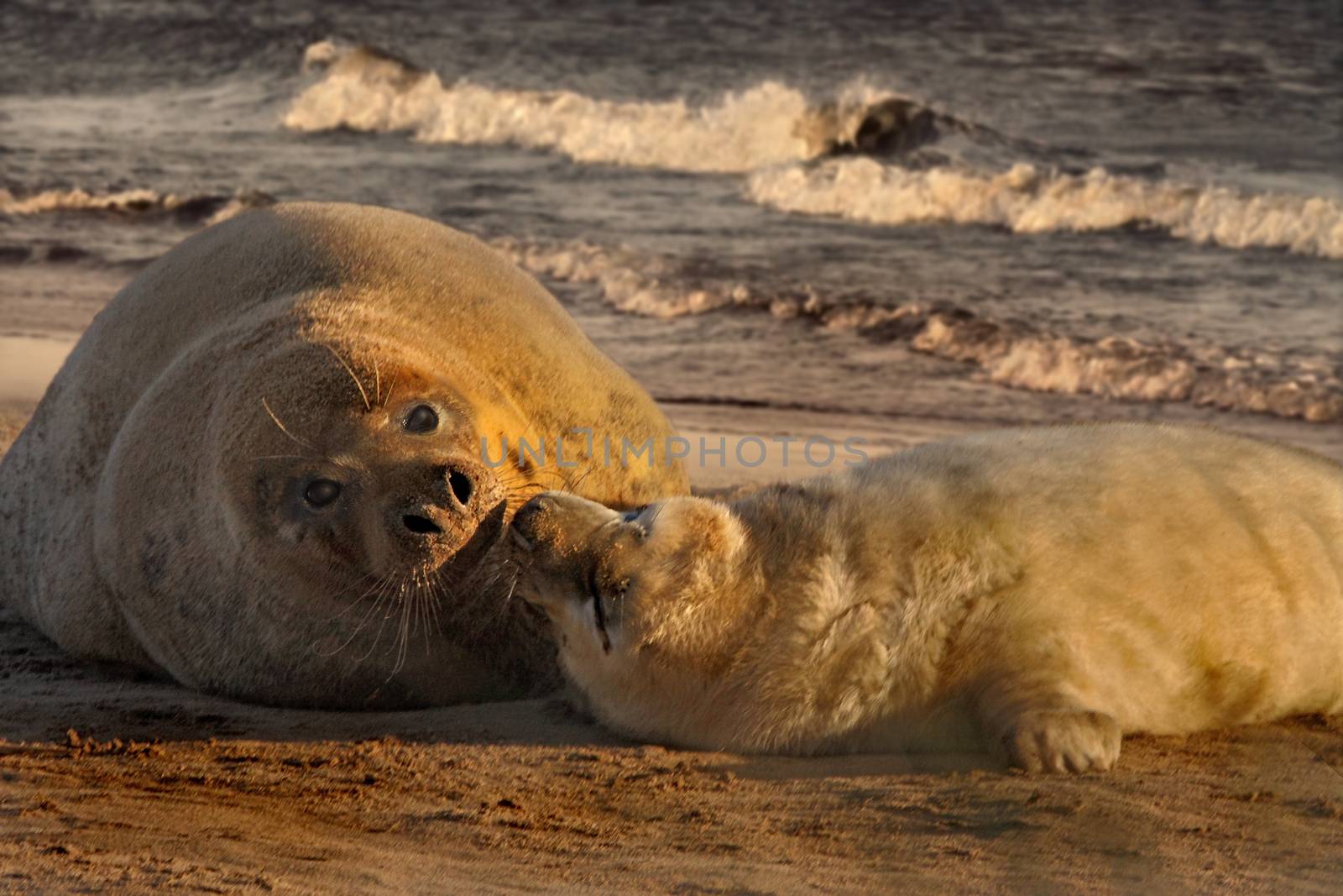 A female Atlantic Grey Seal keeps close to her pup, ever ready to protect it.