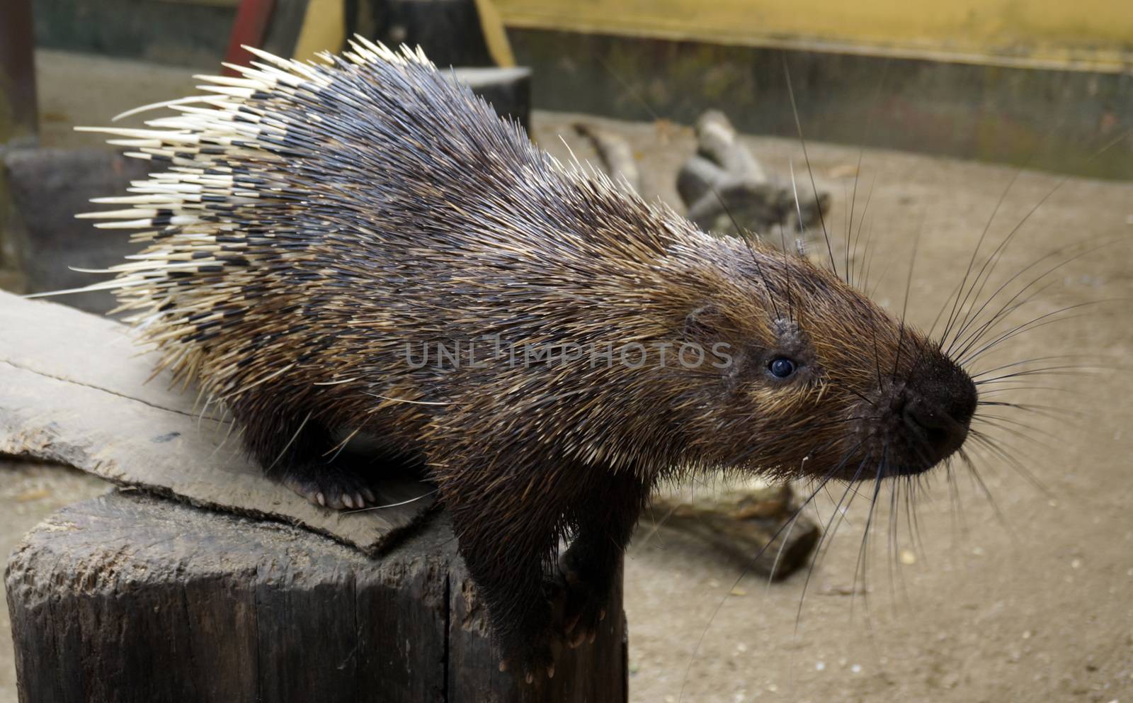 Nocturnal animals Malayan porcupine Hystrix brachyura front view.