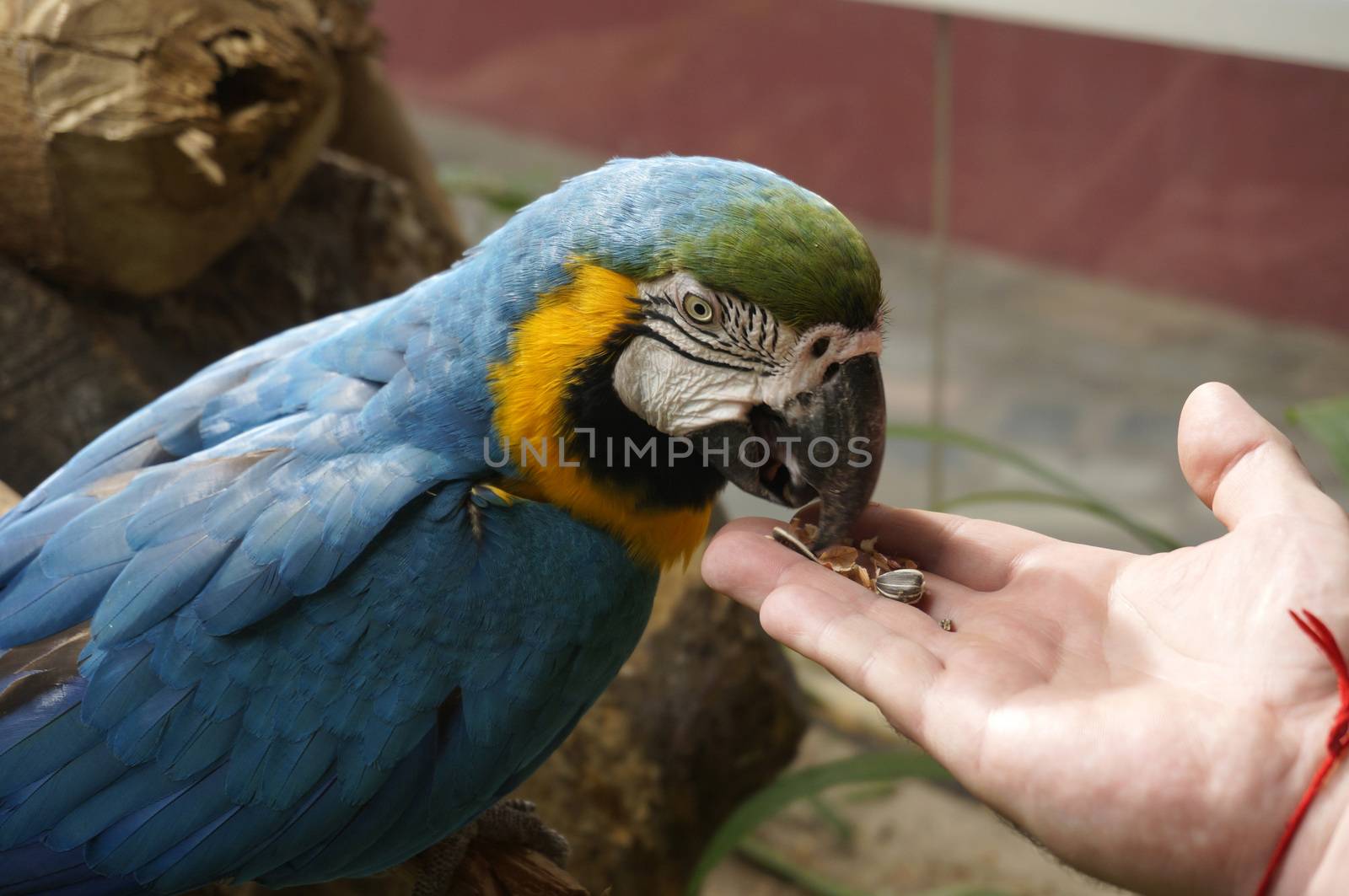 Beautiful parrot is eating food with hands by mcherevan