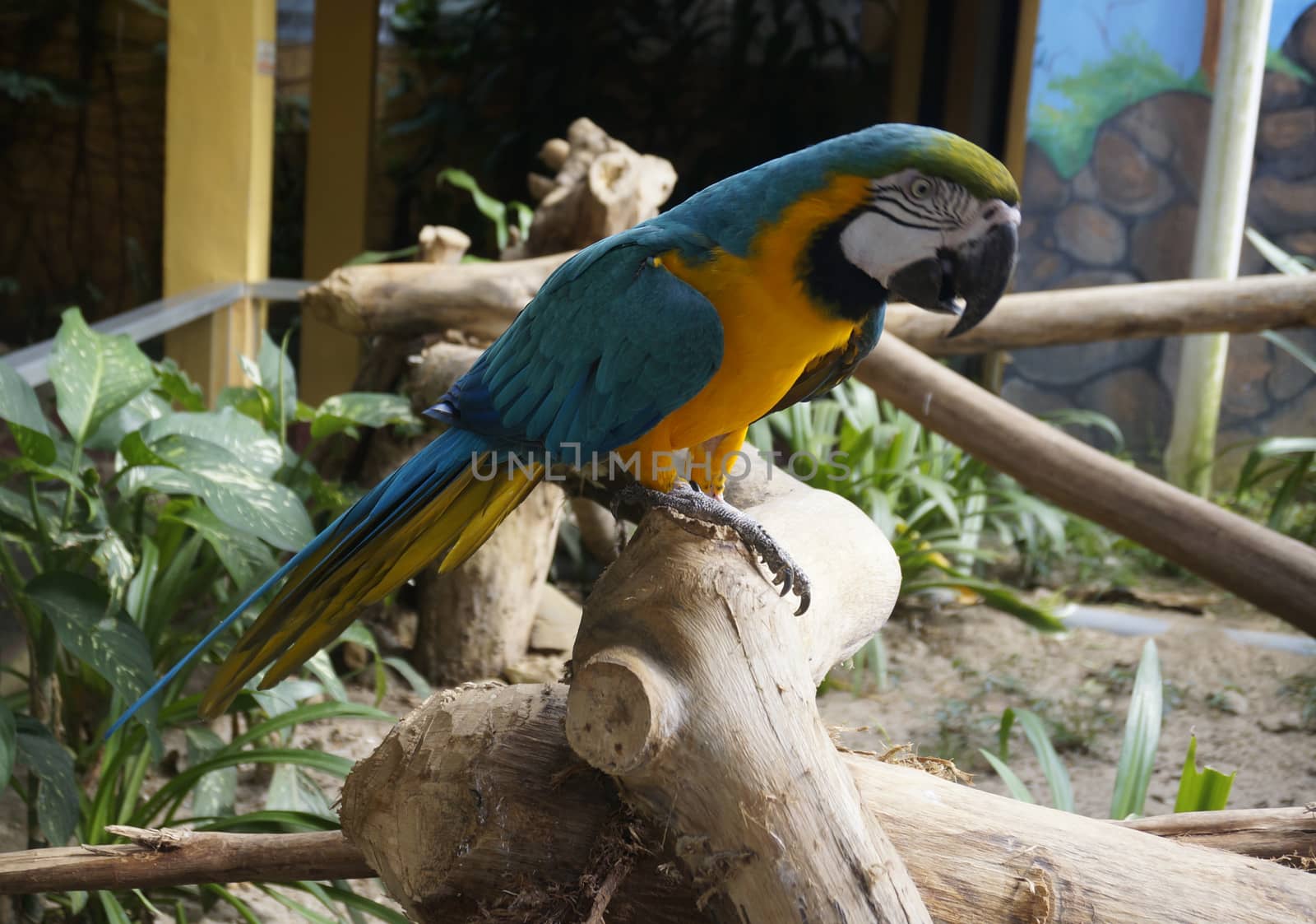 Beautiful parrot sitting on a branch by mcherevan