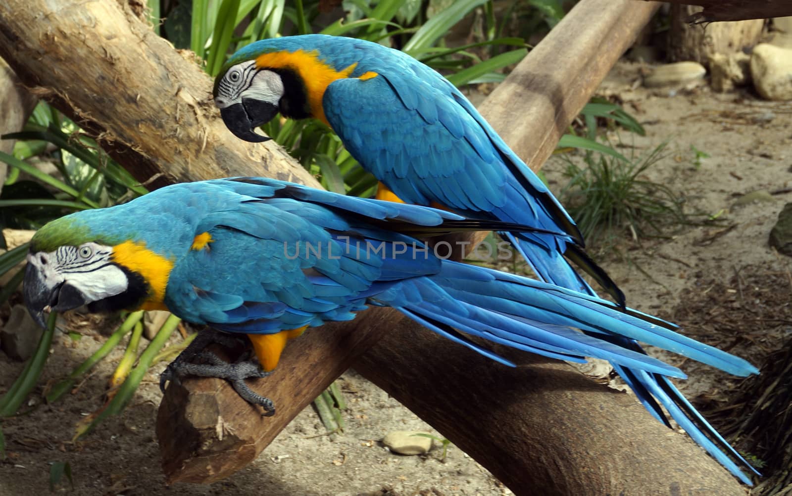 Beautiful parrots sitting on a branch.