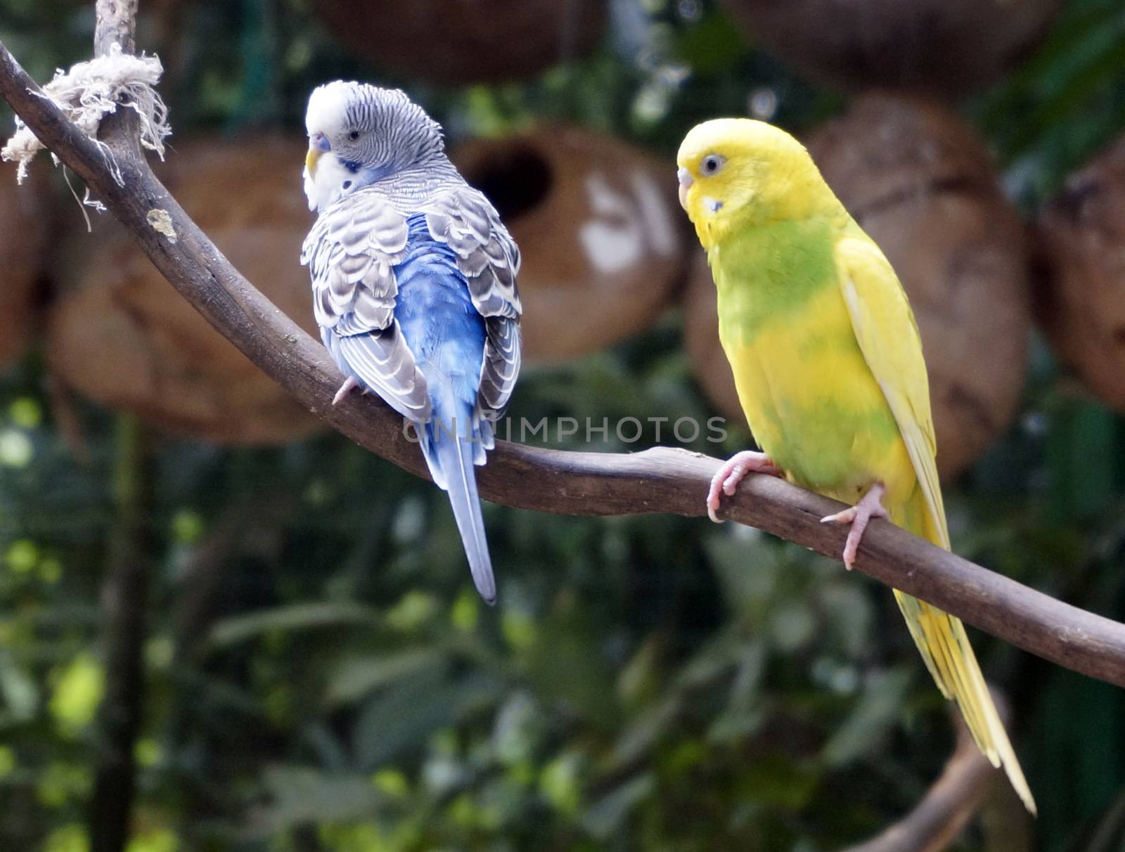 Beautiful budgies sitting on a branch. by mcherevan