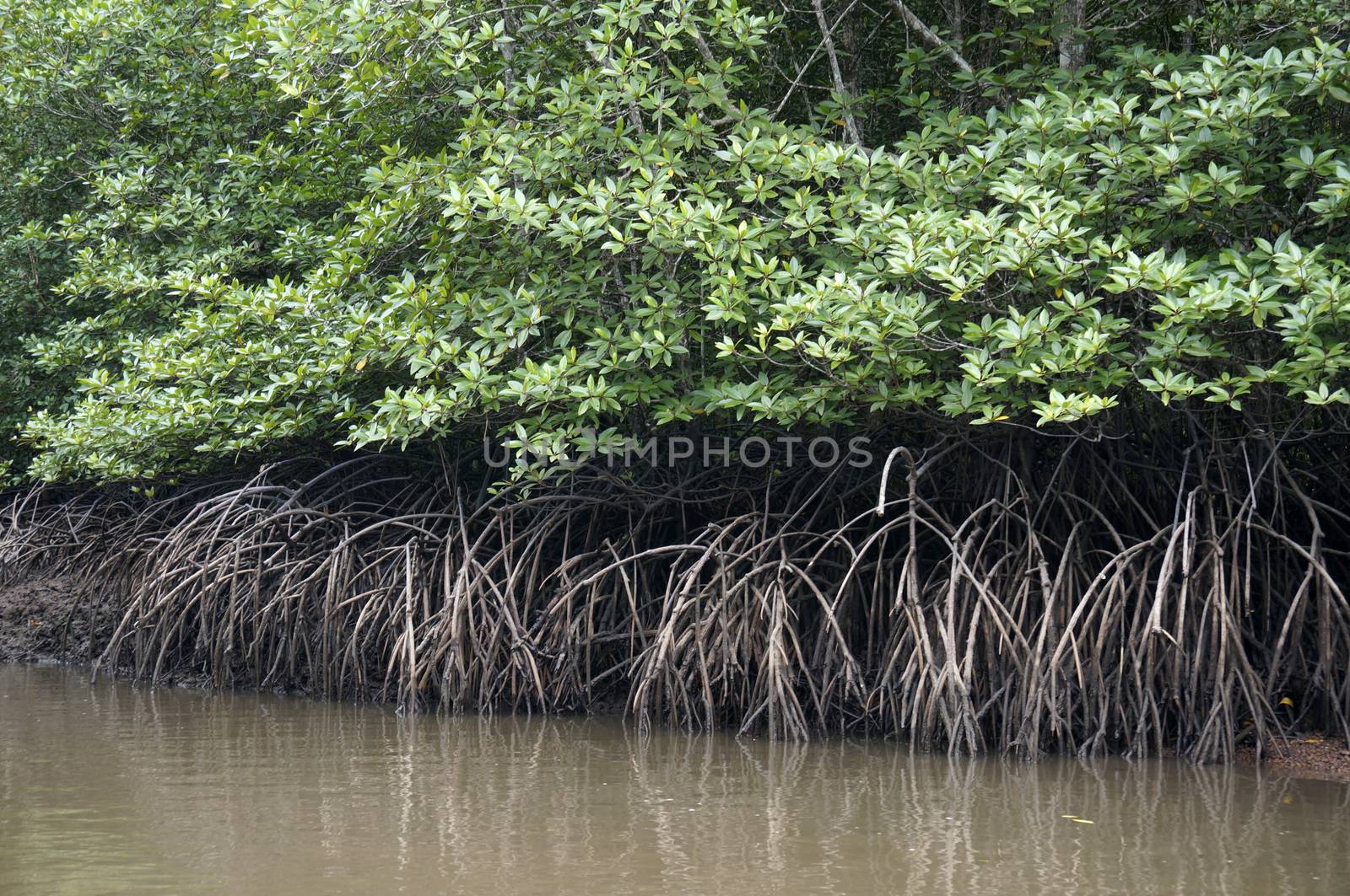 Mangrove Forests  in  Langkawi Malaysia. by mcherevan