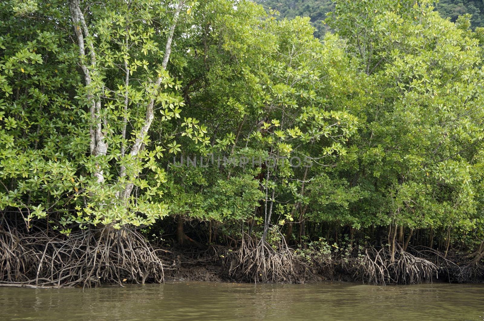 Mangrove Forests  in  Langkawi Malaysia