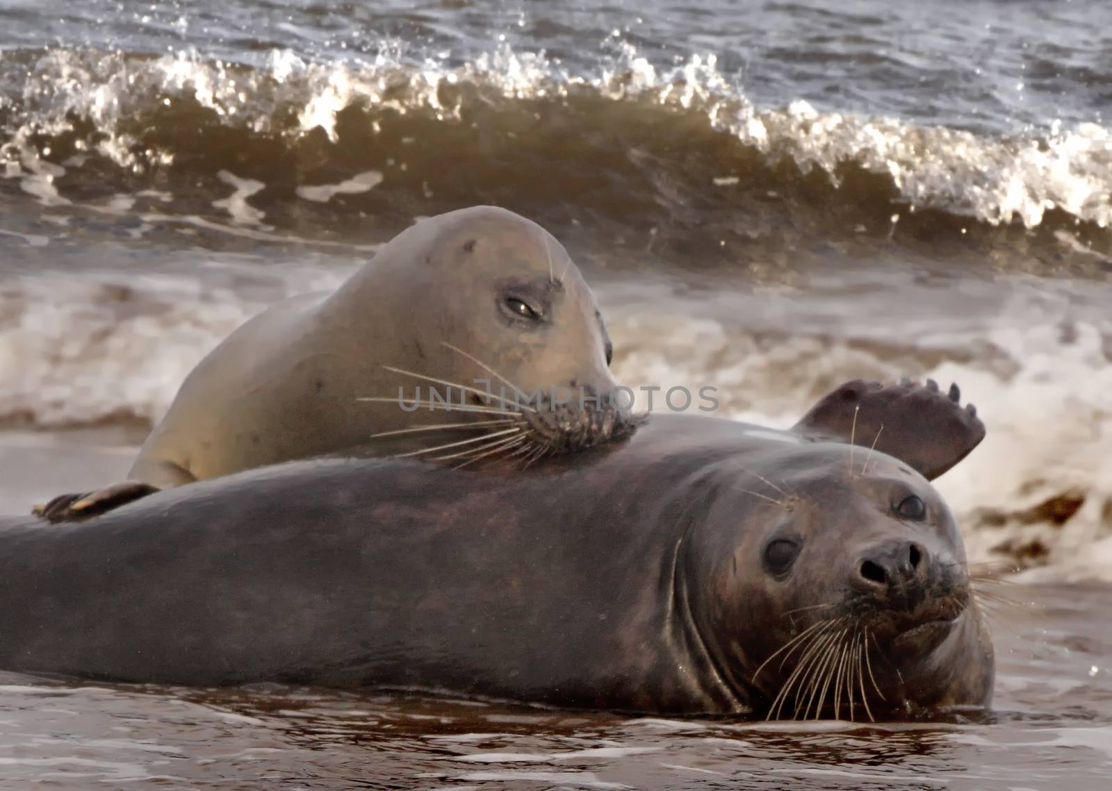 A male and a female Atlantic Grey Seal get together during the mating season at Donna Nook in Lincolnshire, England.