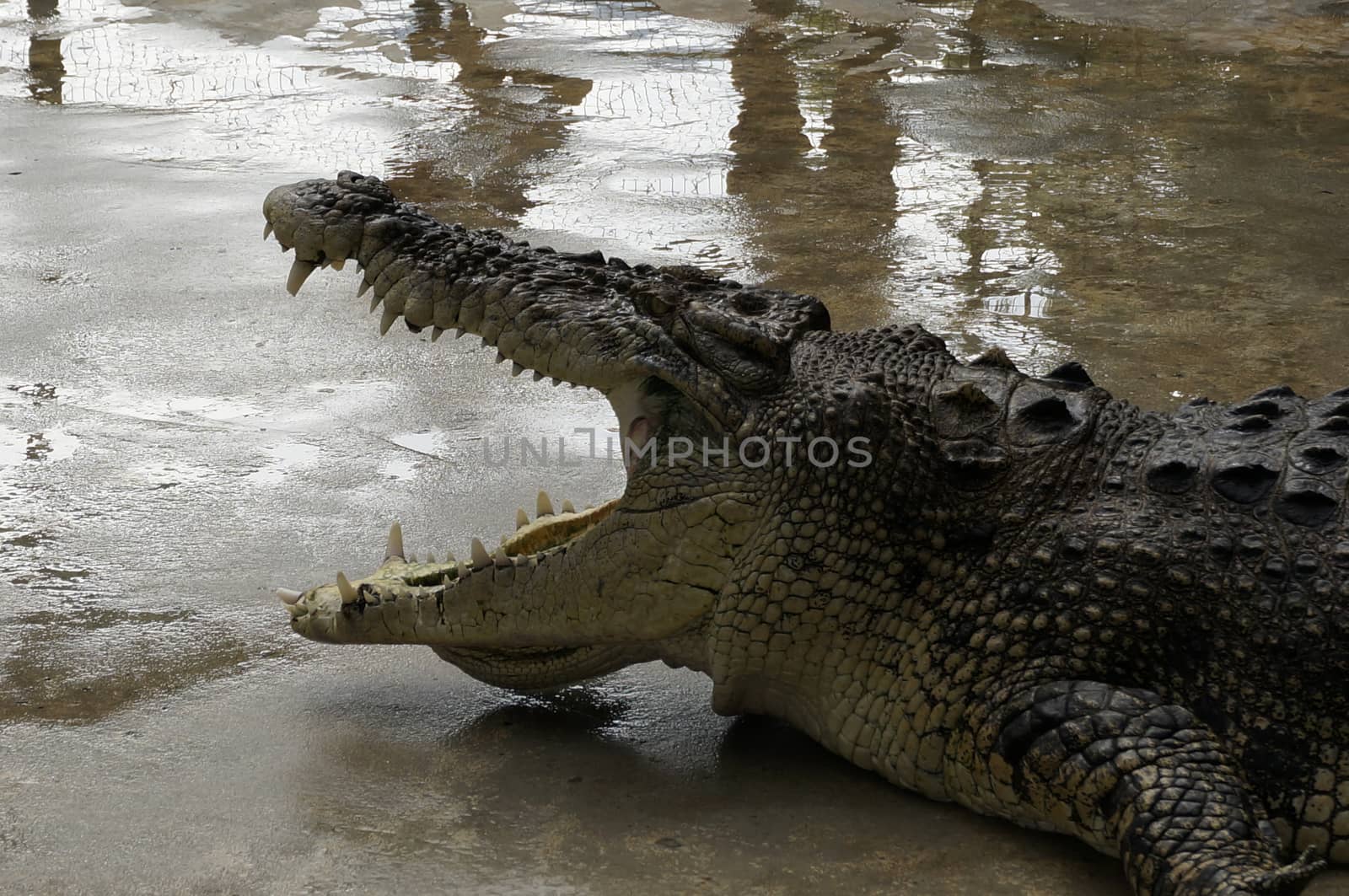 A huge crocodile with open mouth ready to bite prey.