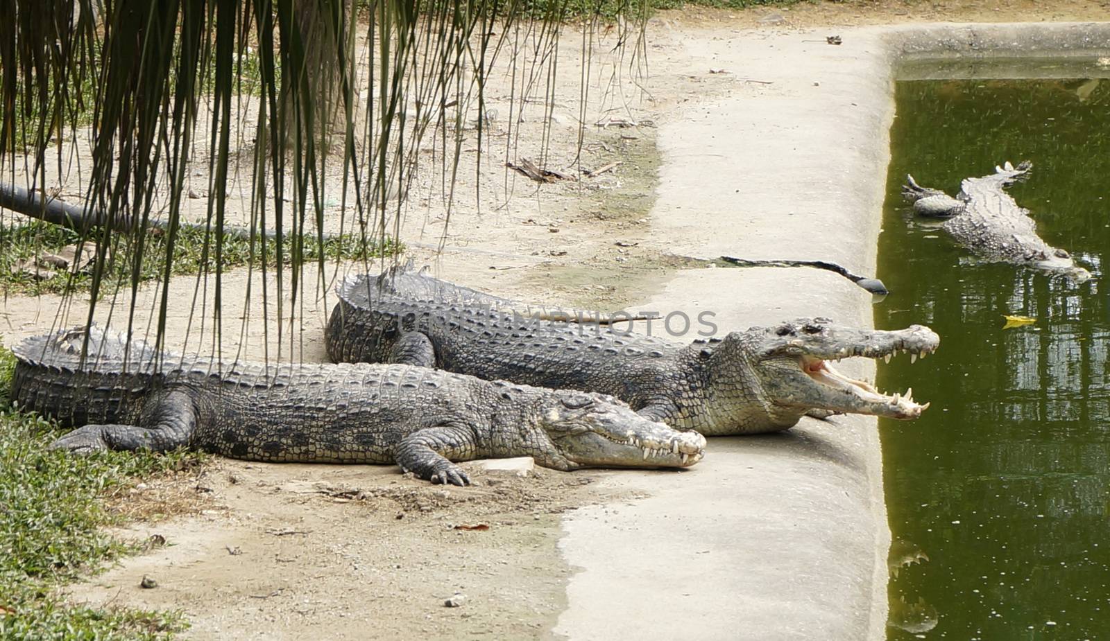 Two crocodile, a married couple on vacation by mcherevan