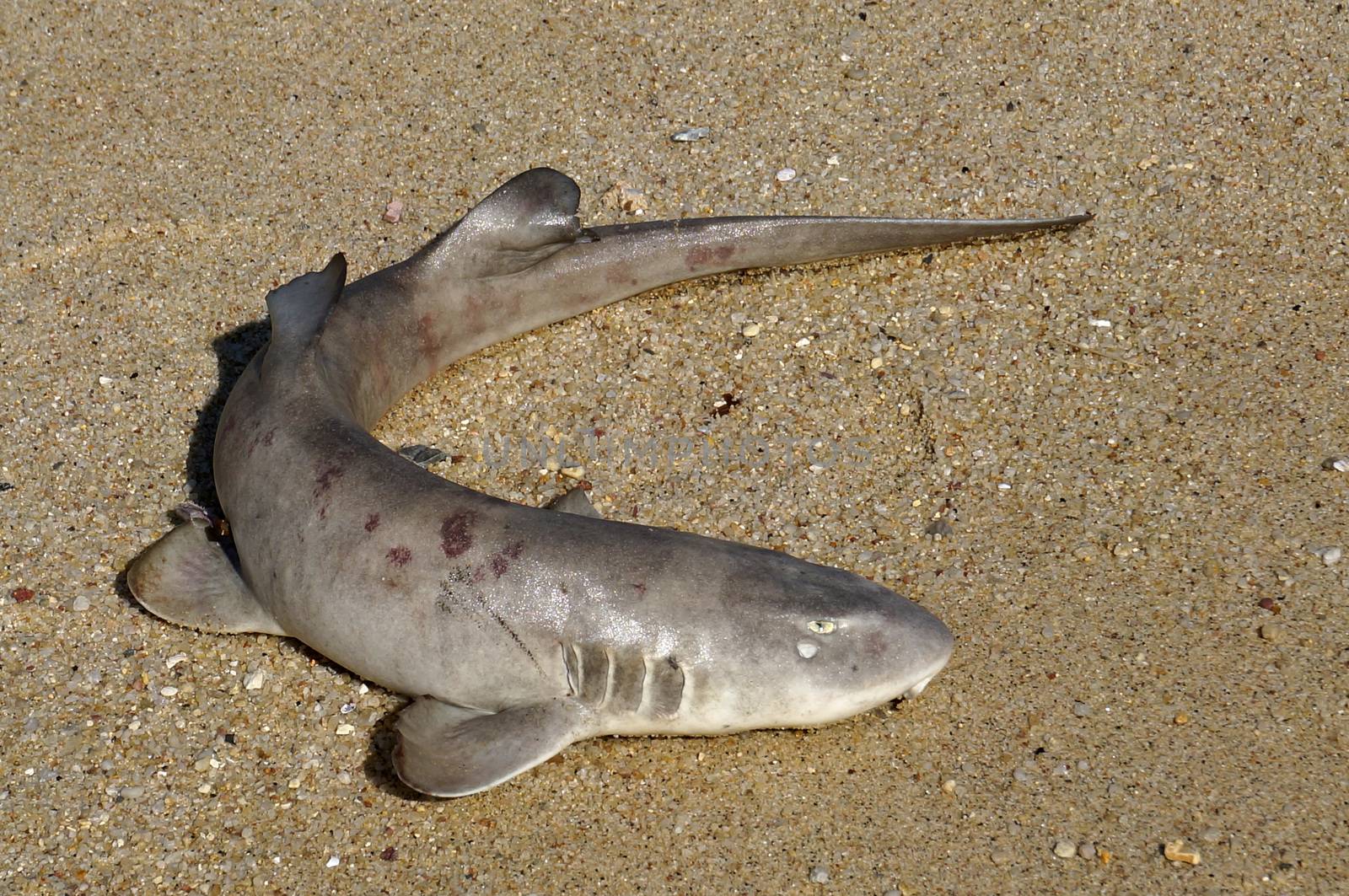A small dead shark on the shore.