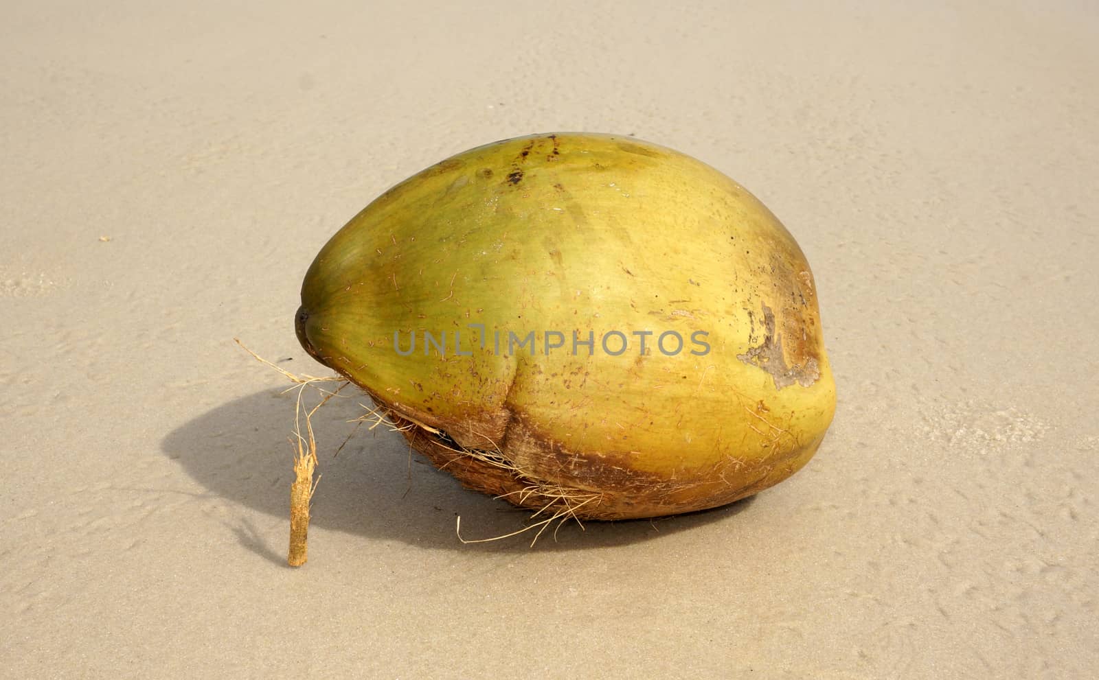 Coconut washed up on the shore of the ocean wave