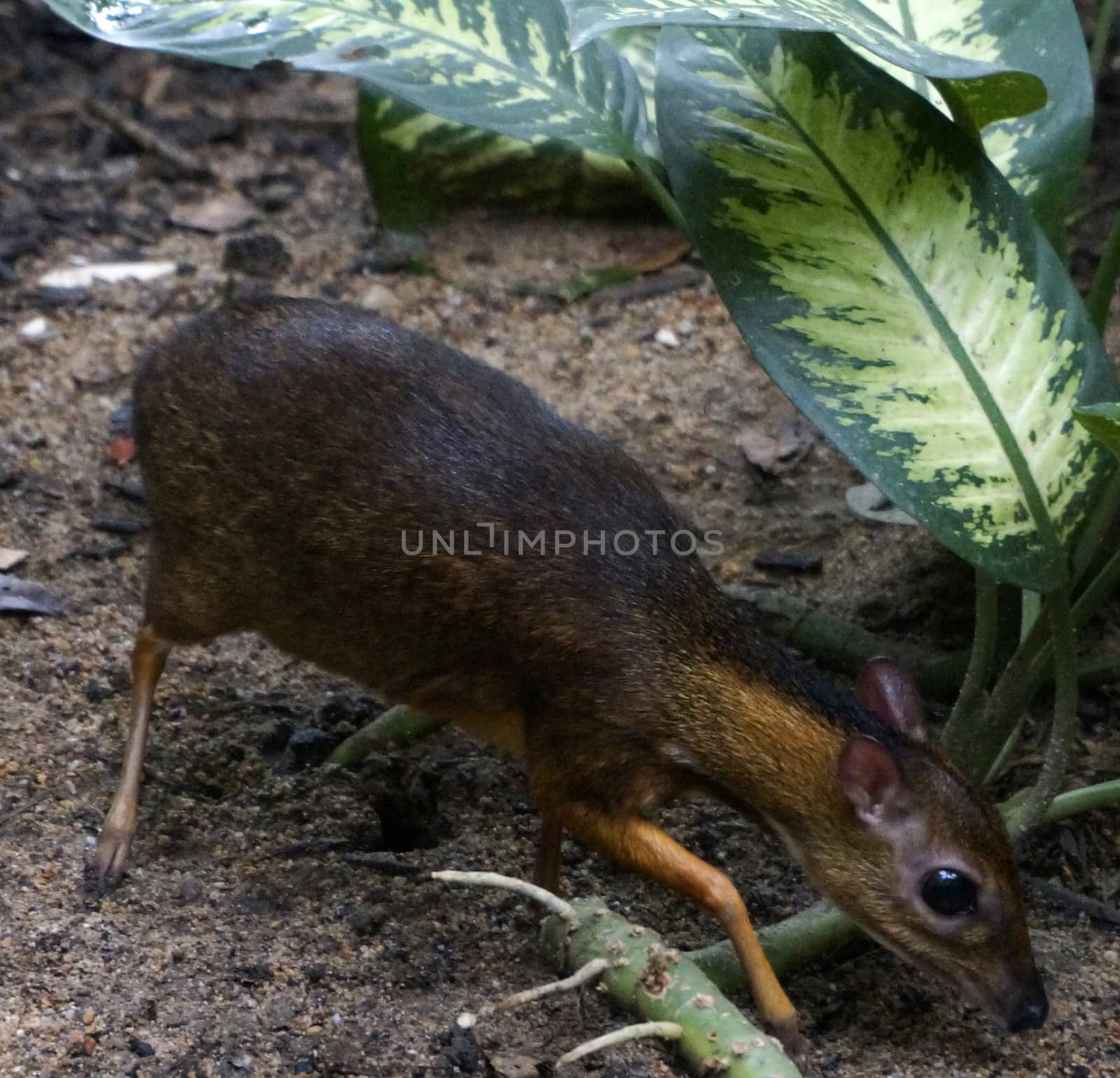 Chevrotains, also known as mouse-deer, are small ungulates that mak rainforest Malaysia Langkawi. by mcherevan