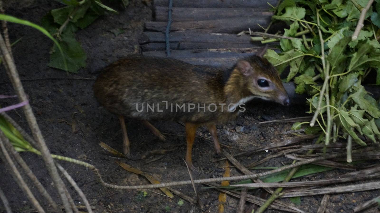 Chevrotains, also known as mouse-deer, are small ungulates that mak rainforest Malaysia Langkawi. by mcherevan