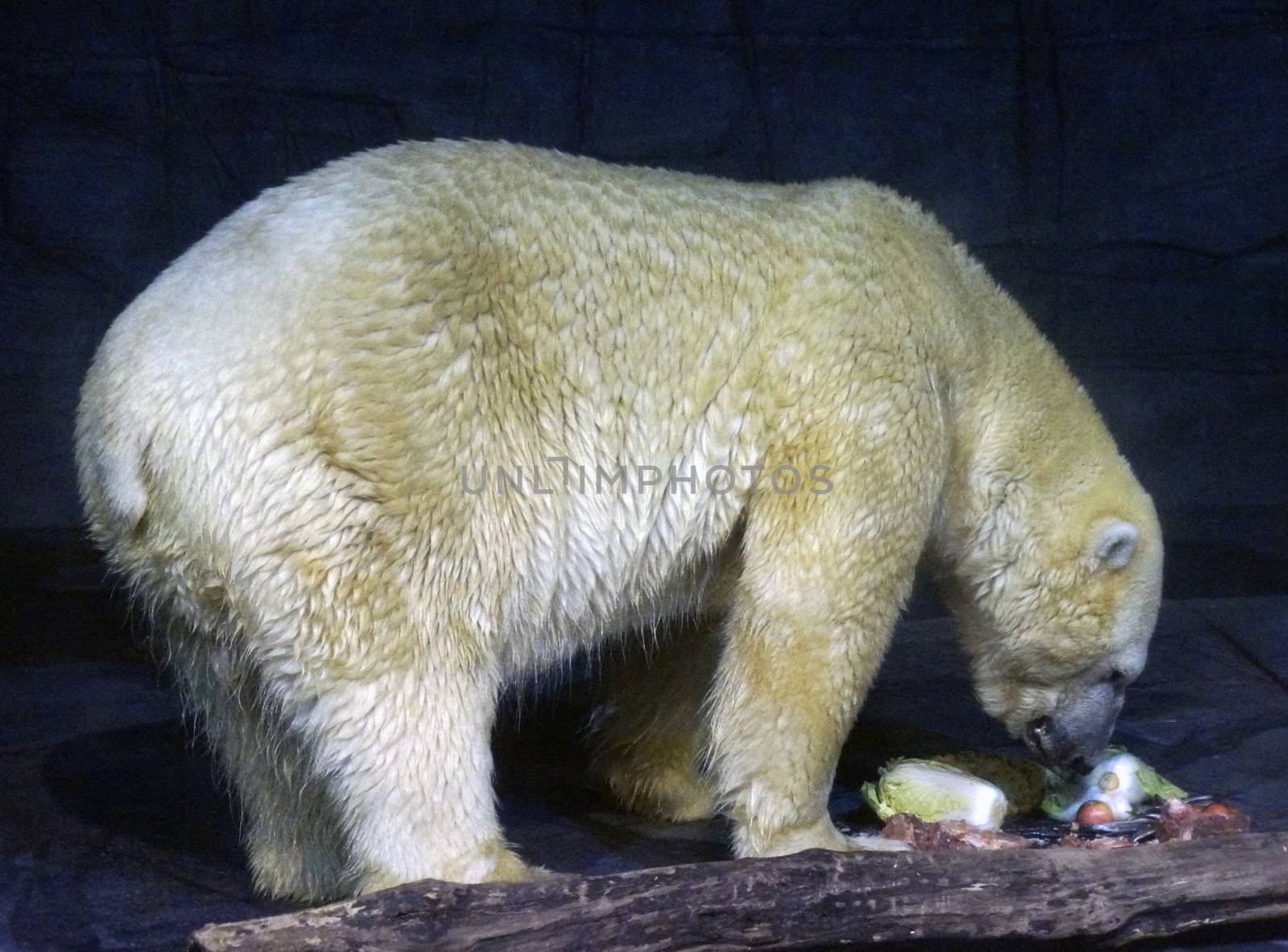 Adult Polar bear eats food.