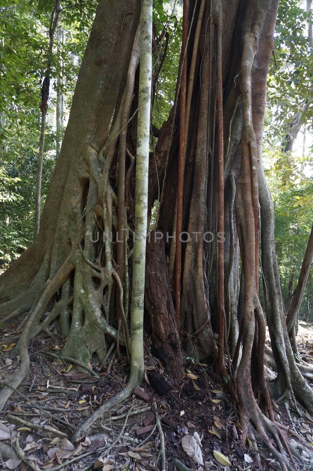 twisted tropical tree roots in rain forest.