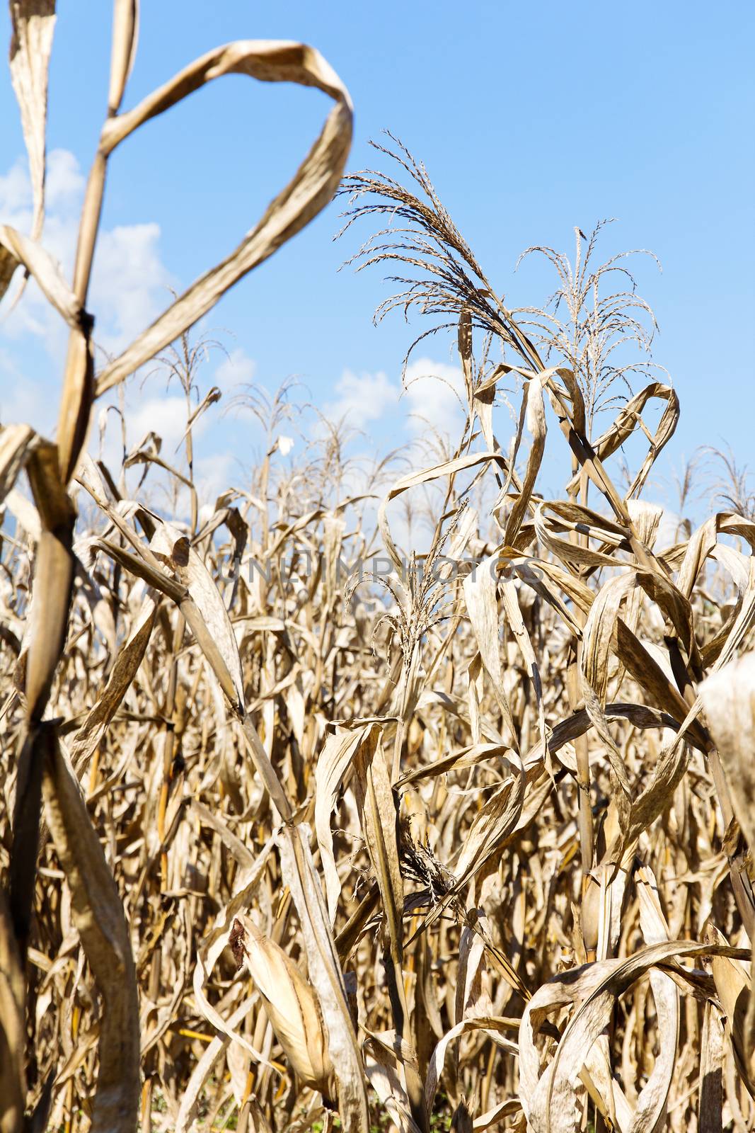 Dry season in a corn field.