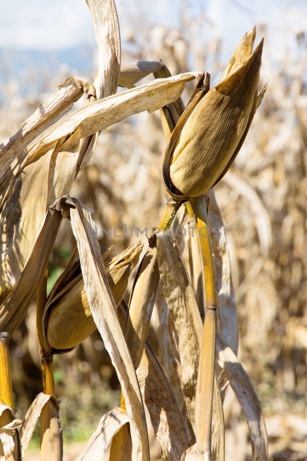 Dry season in a corn field.