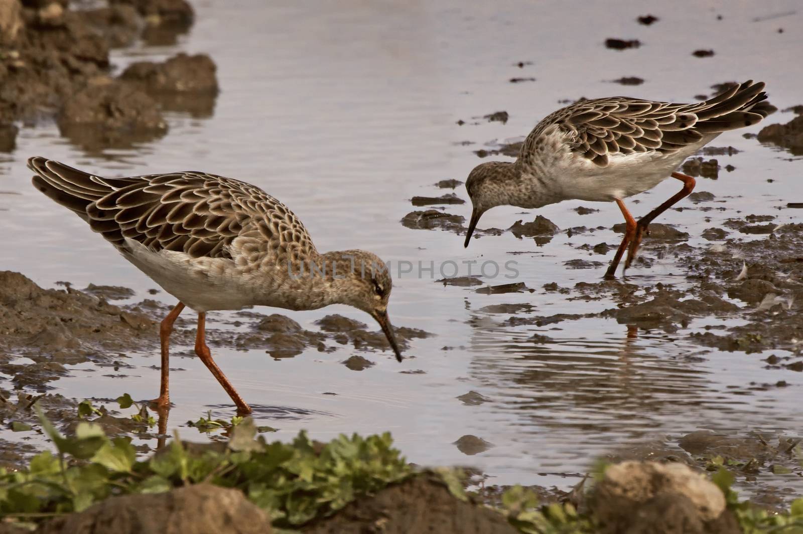 Two female Ruffs in a shallow area of a pool looking for food in Norfolk England.