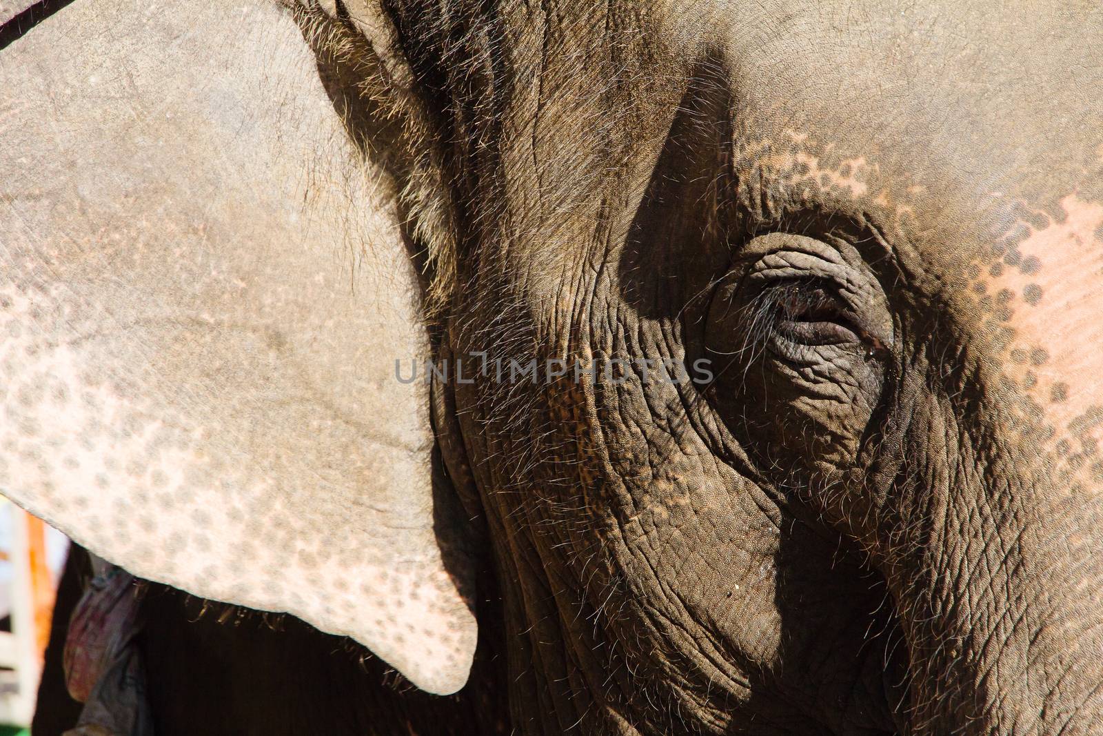 Elephant Close Up