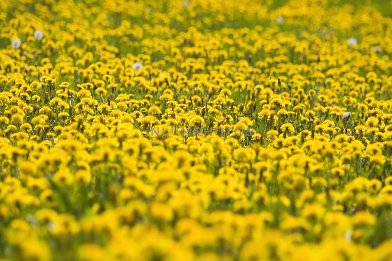 field of blooming dandelion and grass in springtime bohemia czech republic