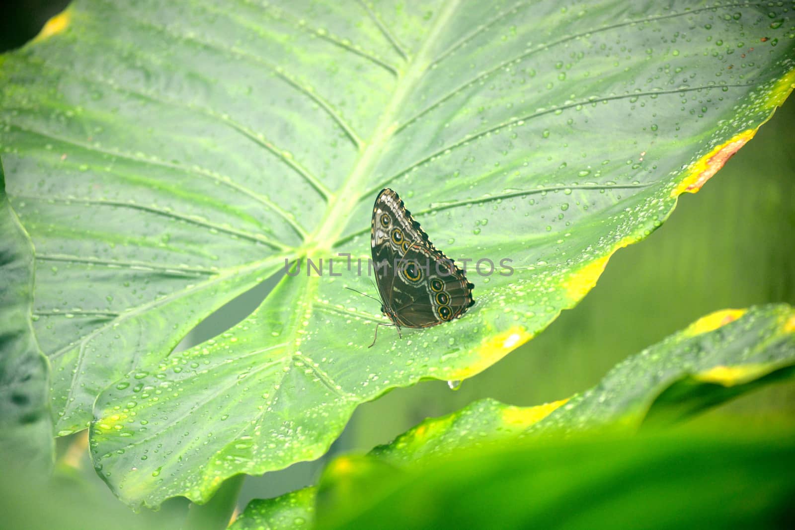 Butterfly living in a sanctuary  - 001 by RefocusPhoto