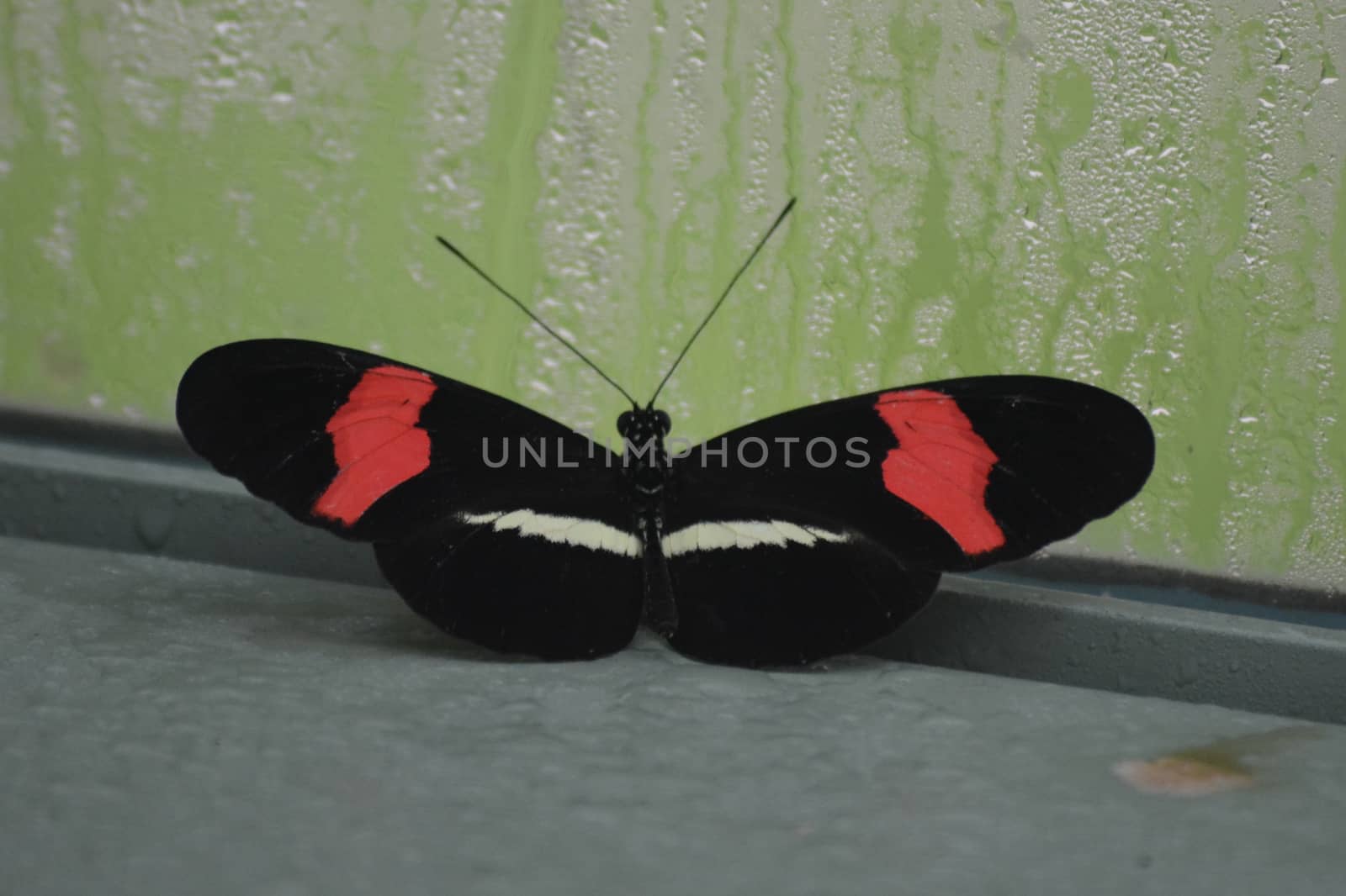 Butterfly living in a butterfly sanctuary