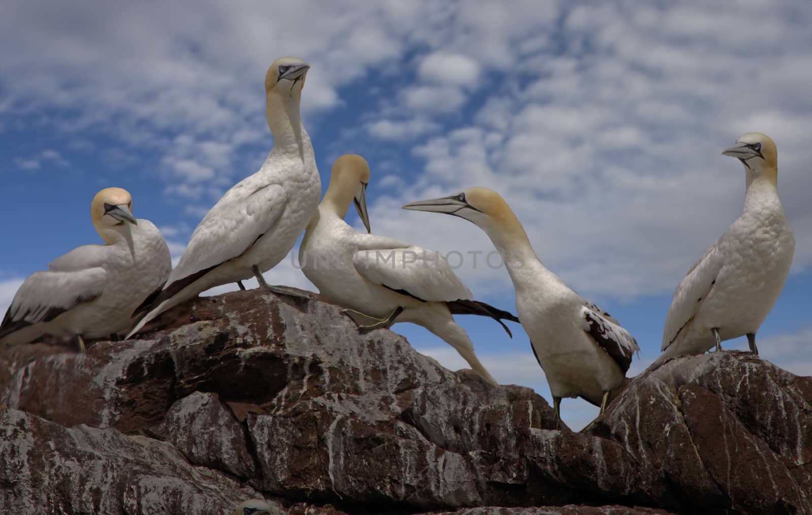 Young Northern Gannets gather together in the summer on Bass Rock where they were born.