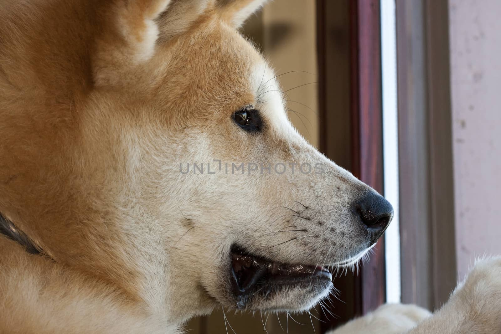 Portrait of great Japanese dog Akita Inu