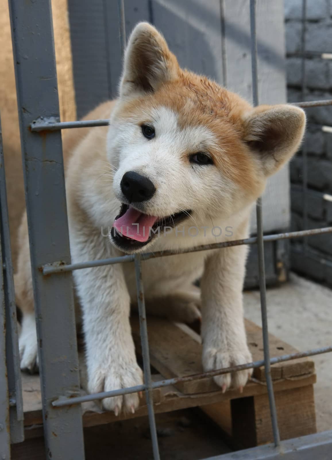 Puppy of Japanese dog Akita Inu wants to get out of the cage