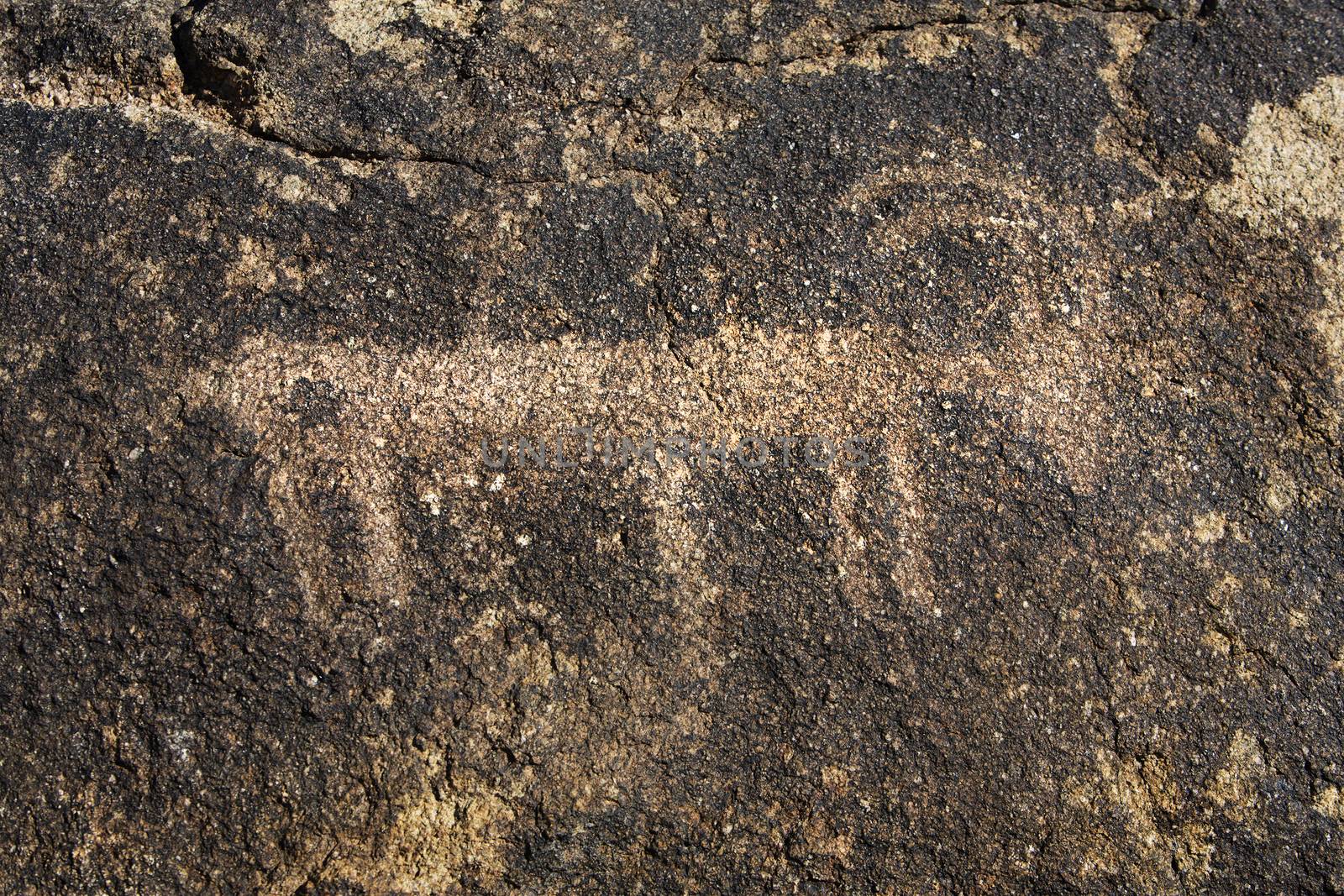 Native American Petroglyph of Animal in canyon near Chloride Arizona