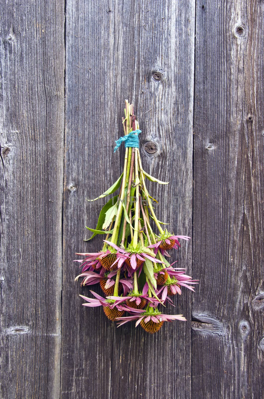  beautiful medical  cone flowers Echinacea Purpurea bunch on wall by alis_photo