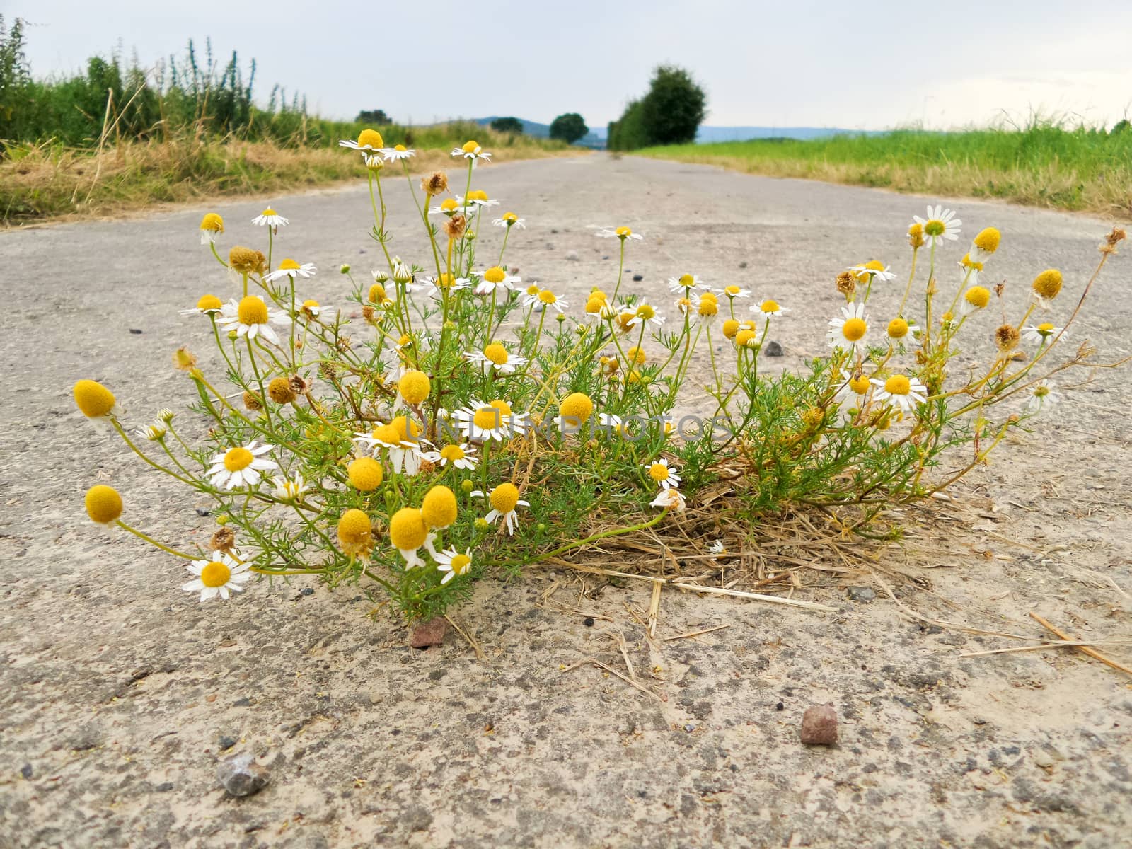 Chamomile grows out on a road in the middle of the asphalt.