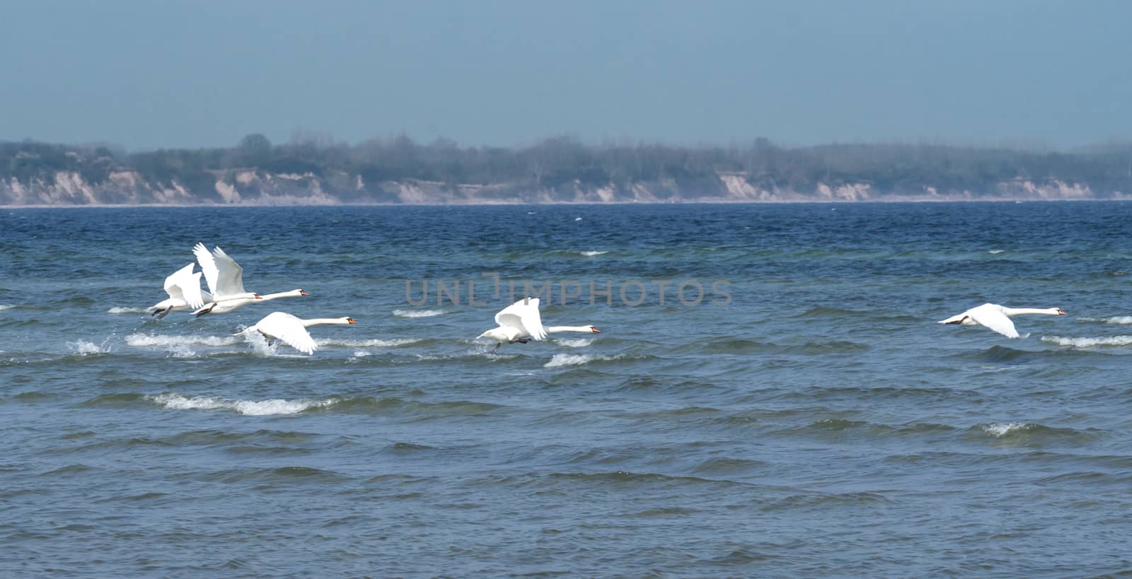 Swans on the Baltic Sea
