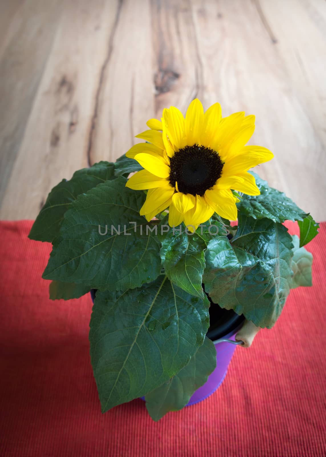 sunflower by pixelnest